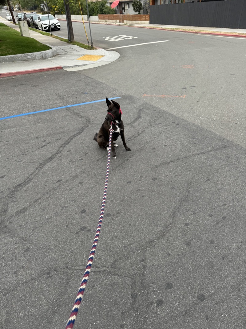 A picture of a black dog named Bowie sitting, taken on July 7 2024 at 6:53 am